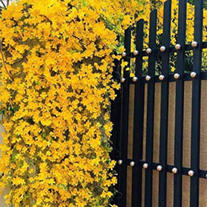 cats claw creeper