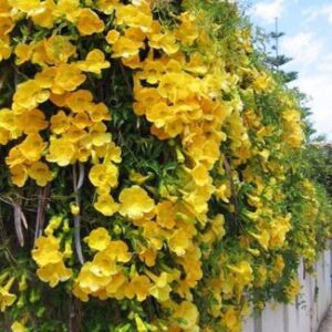 cats claw creeper