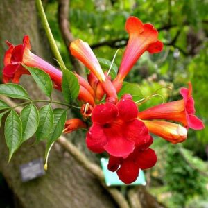 Tecoma trumpet vine