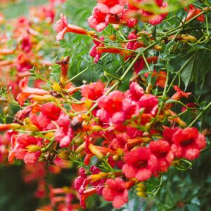 Tecoma trumpet vine