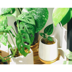 Monstera Broken Heart