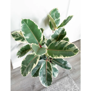 Variegated Rubber Tree