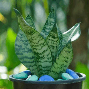 Snake plant dwarf(Light Green)
