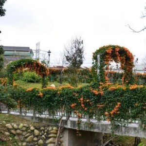 Flame vine