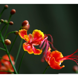 Peacock Flower, Red Bird of Paradise