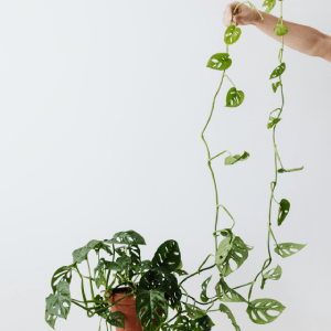 Monstera Broken Heart