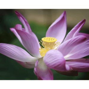 Lotus Pink(hybrid) tuber