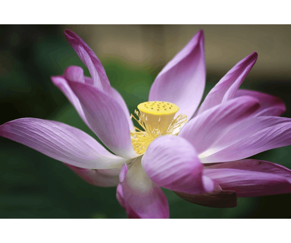 Lotus Pink(hybrid) tuber