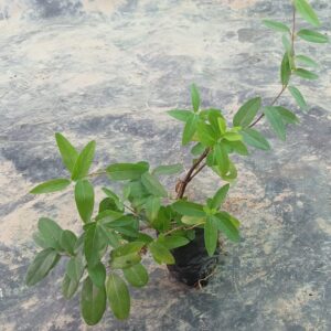 Honeysuckle