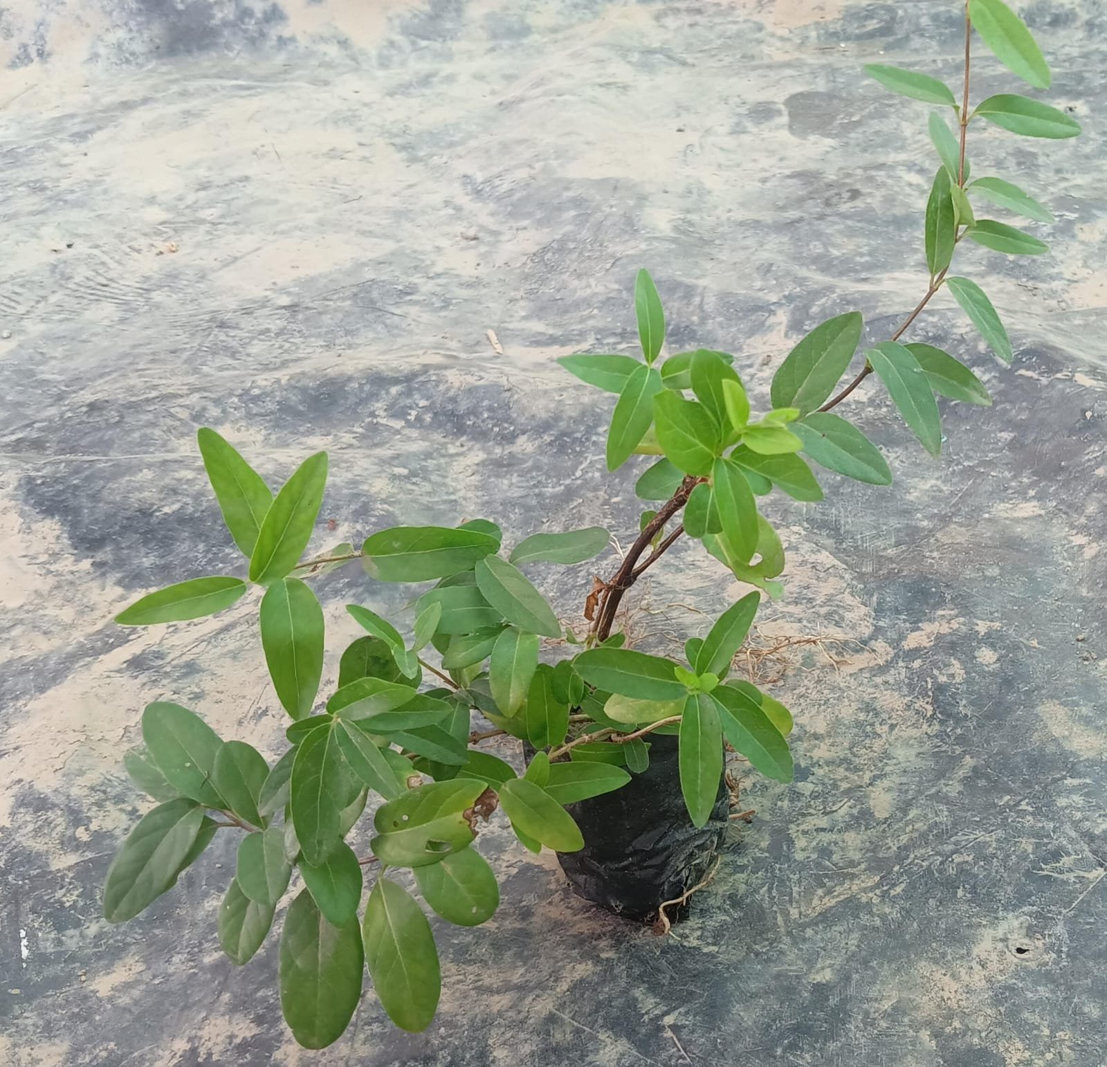 Honeysuckle - Image 2
