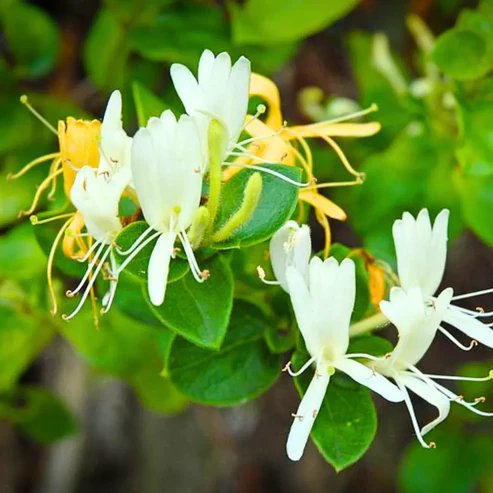 Honeysuckle