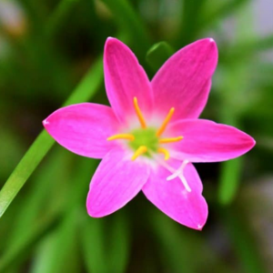 Zephyranthes Rain Lily Rose Pink (01 Bulb) Flower Bulbs