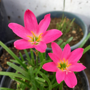 Zephyranthes Rain Lily Rose Pink (01 Bulb) Flower Bulbs
