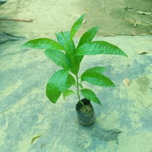 Night blooming jasmine(hasnahana)