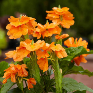 Crossandra Plant (saffron)