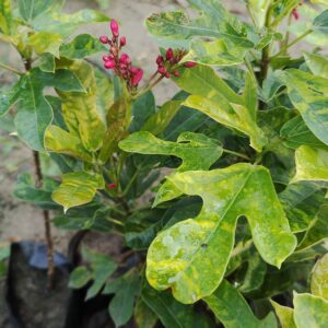 Dutta Priya Plant( Jatropha integerrima)
