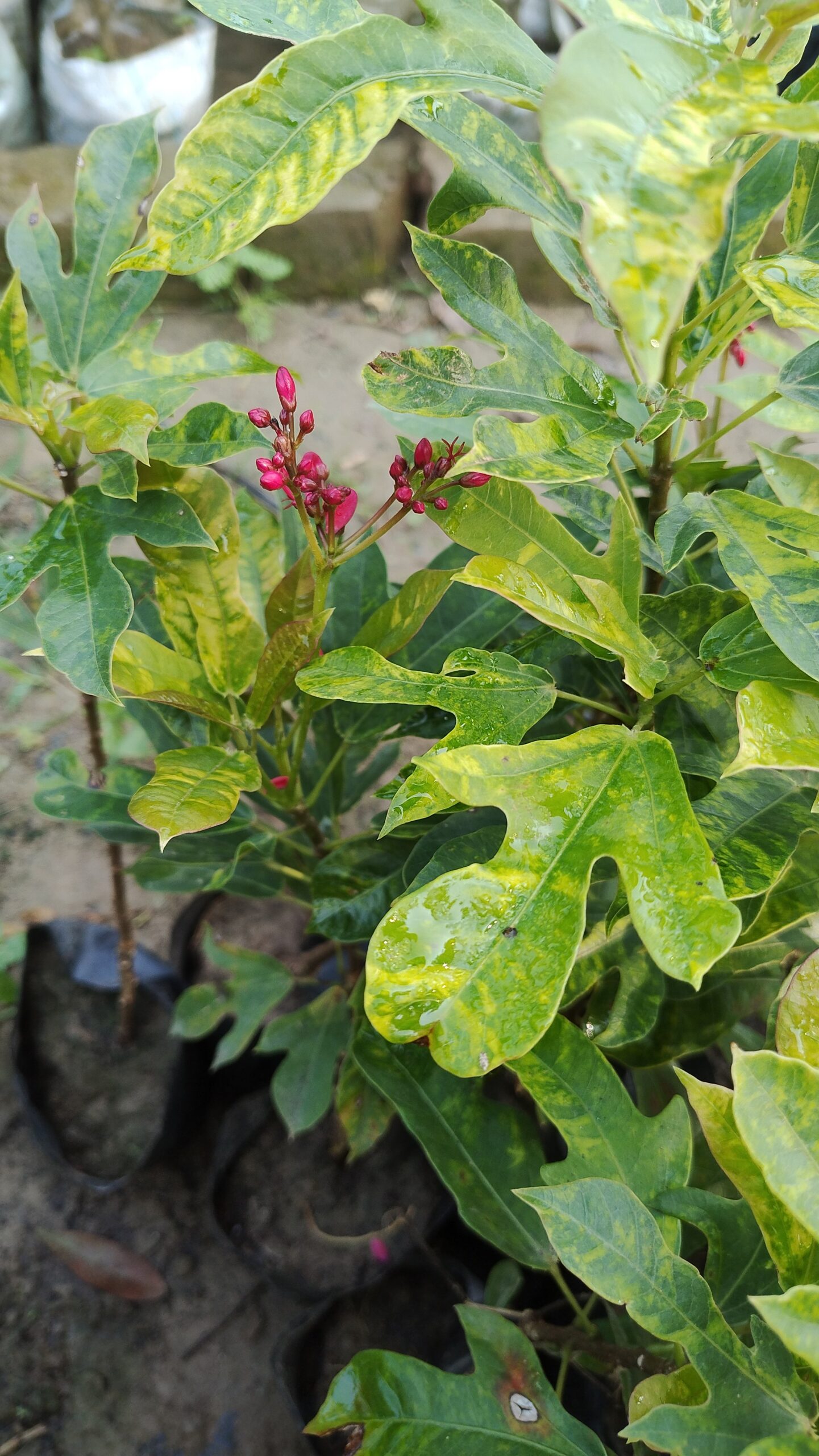 Dutta Priya Plant( Jatropha integerrima) - Image 2