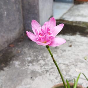Zephyranthes Double Lotus Rain Lily Bulb(1nos)