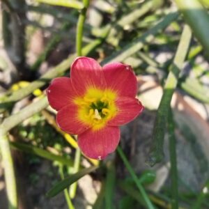 Zephyranthes Pride Of Singapore Rain Lily Bulb(1nos)