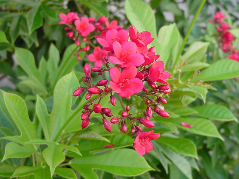Dutta Priya Plant( Jatropha integerrima)