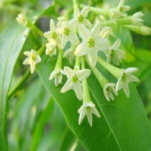 Night blooming jasmine(hasnahana)