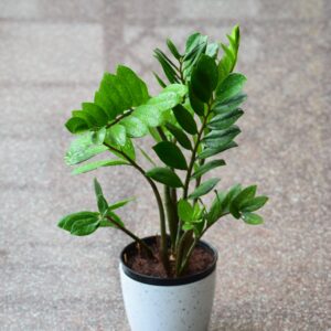 ZZ Plant(green)