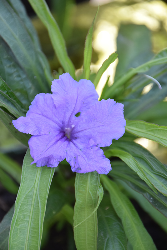 Ruellia Plant (purple flower)
