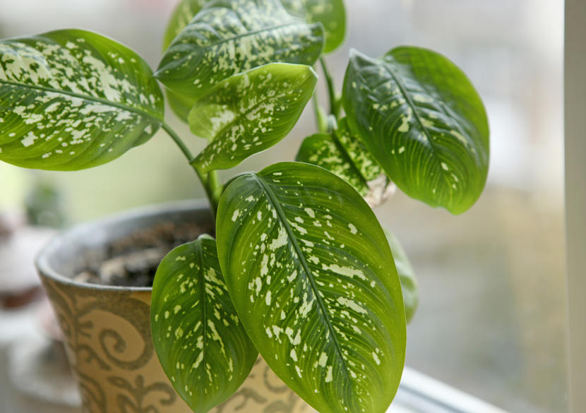 Dieffenbachia ‘Tropic Rain’