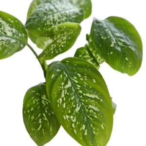 Dieffenbachia ‘Tropic Rain’