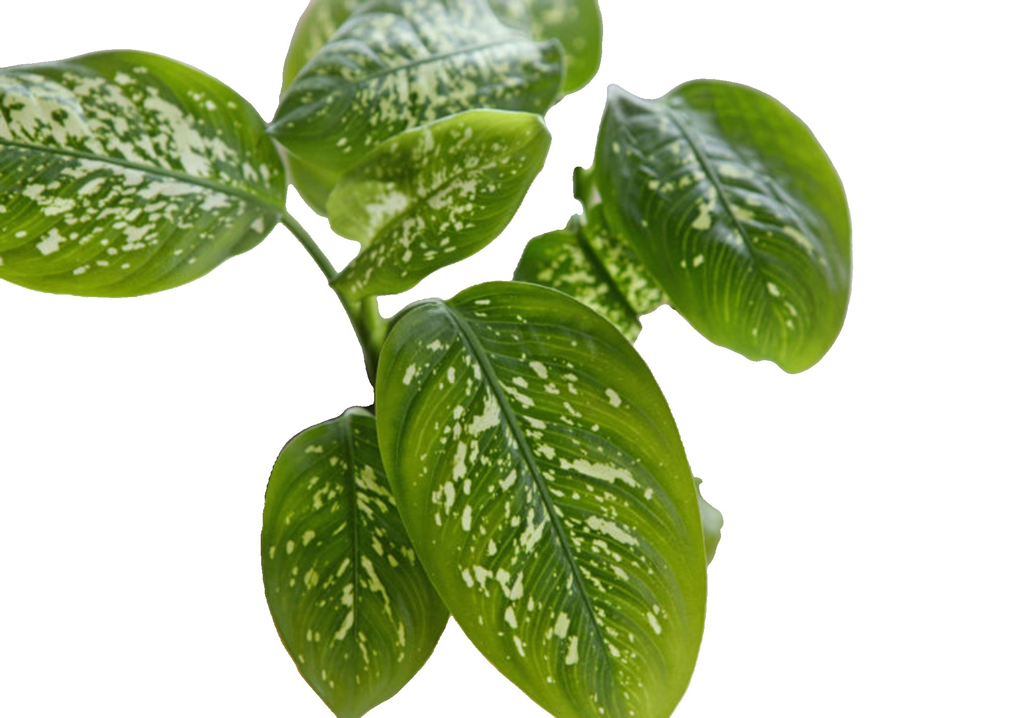 Dieffenbachia ‘Tropic Rain’ - Image 2