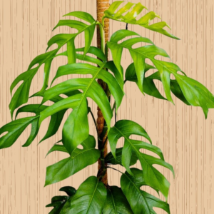 Monstera dragon tail