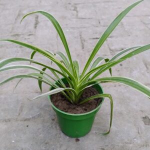 Spider Plant (big leaf)- 1nos