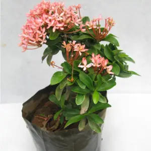 Ixora mini