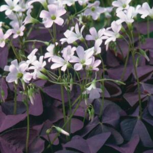 Purple Shamrock 1 nos bulb (Oxalis Triangularis)