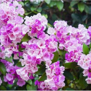 Garlic vine