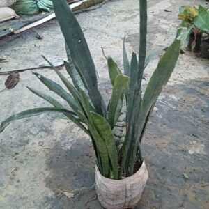 Snake plant ( Black Coral)