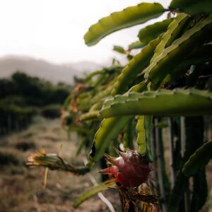 Dragon fruit plant(red)