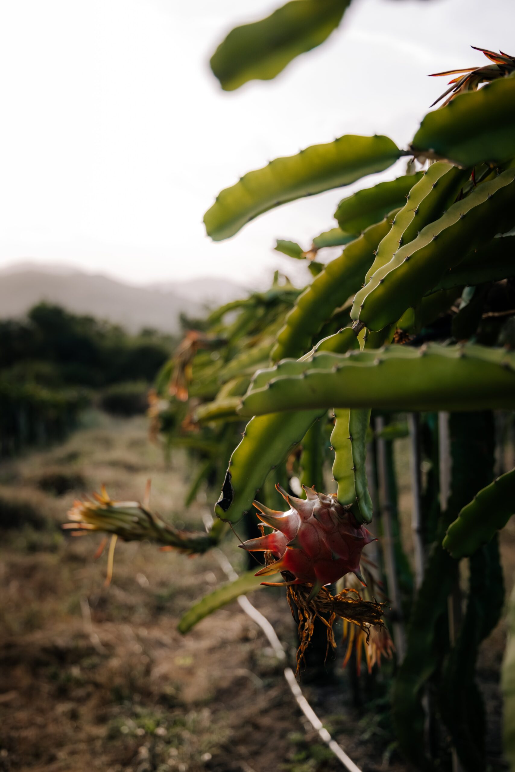 Dragon fruit plant(red) - Image 2