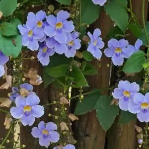 Bengal clockvine