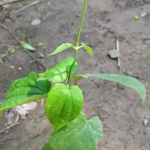 Bengal clockvine