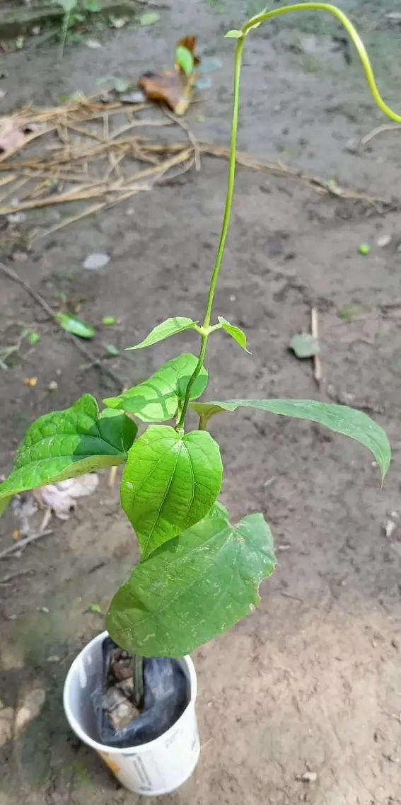 Bengal clockvine - Image 2