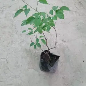 Flame vine