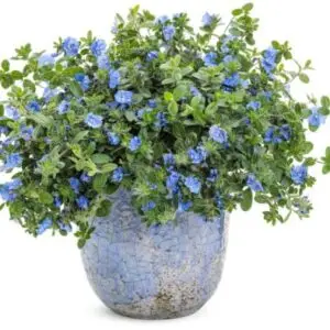 Blue Daze Flower