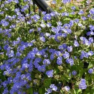 sky blue cluster vine