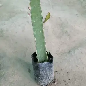 Dragon fruit plant(red)