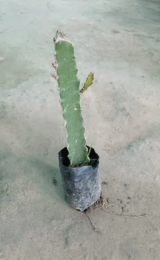 Dragon fruit plant(red) - Image 3