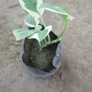 Money plant( Marble Prince)