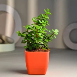 Jade Plant