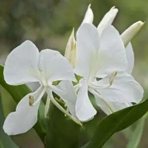 Dolon chapa Ginger lily ( 1 bulb)