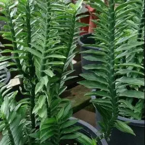 Devil,s backbone plant